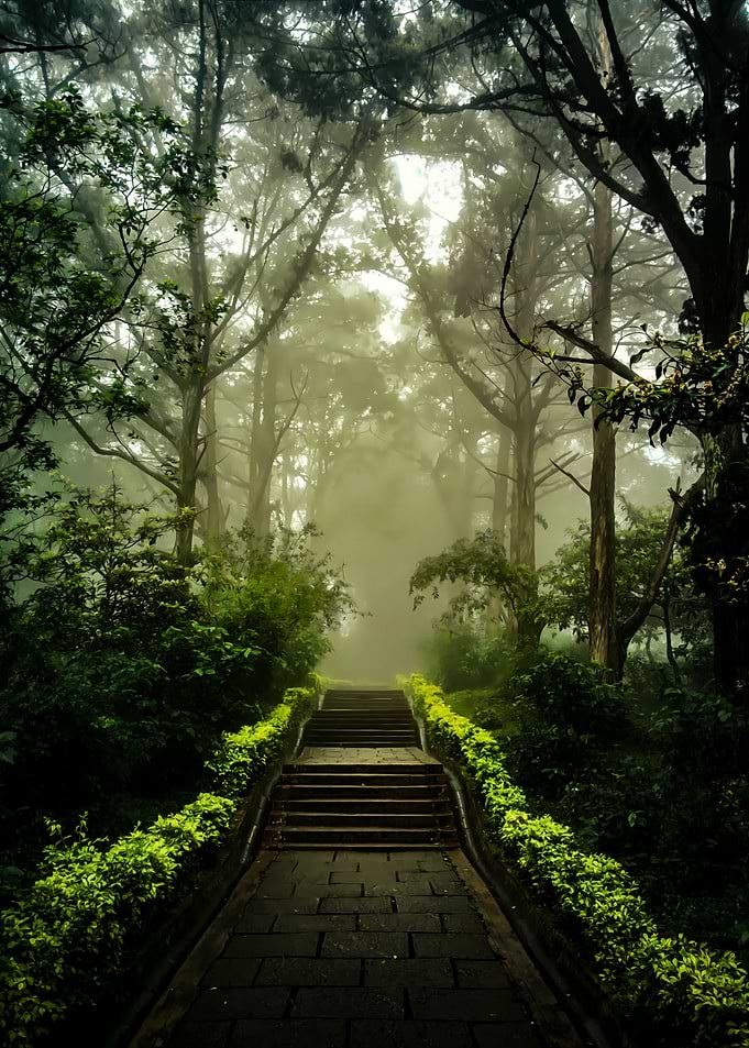Forest