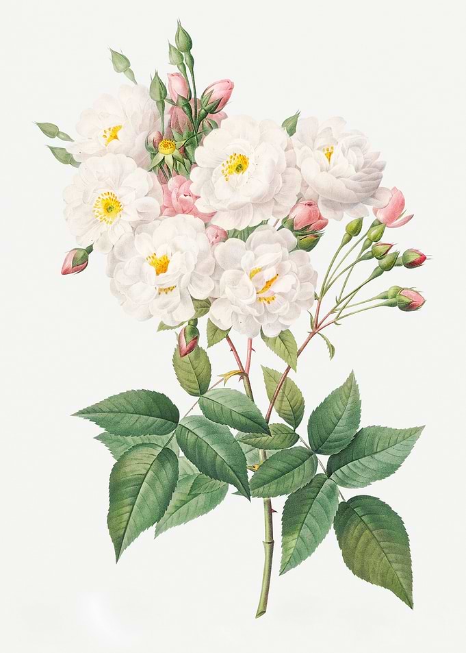 Rosa noisettiana
