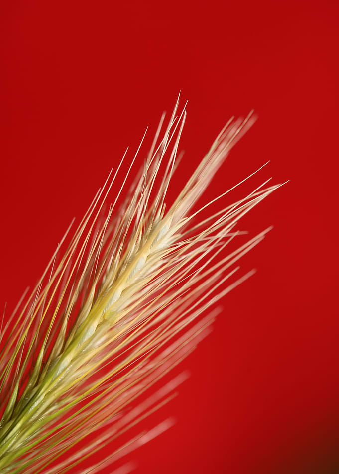 Flower blossoming close up