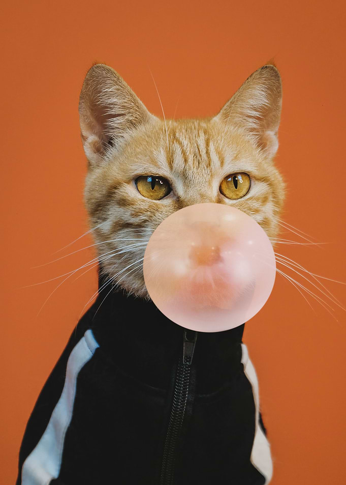 Cool Cat