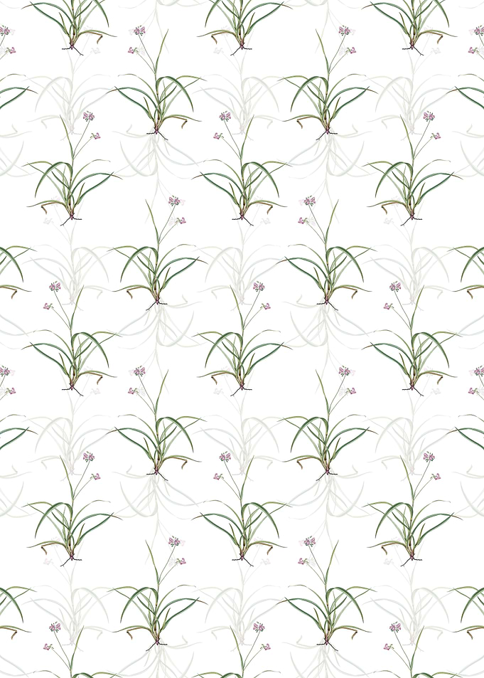 Floral Spiderwort Pattern