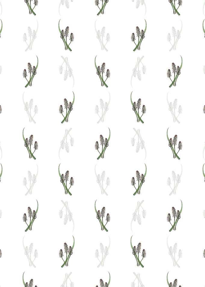 White Meadow Squill Flower