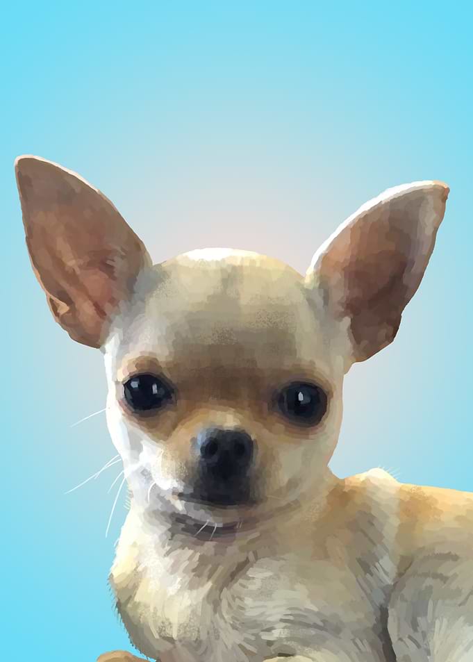 Chihuahua