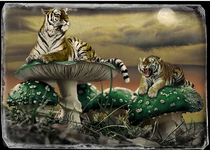 Tigershrooms Green