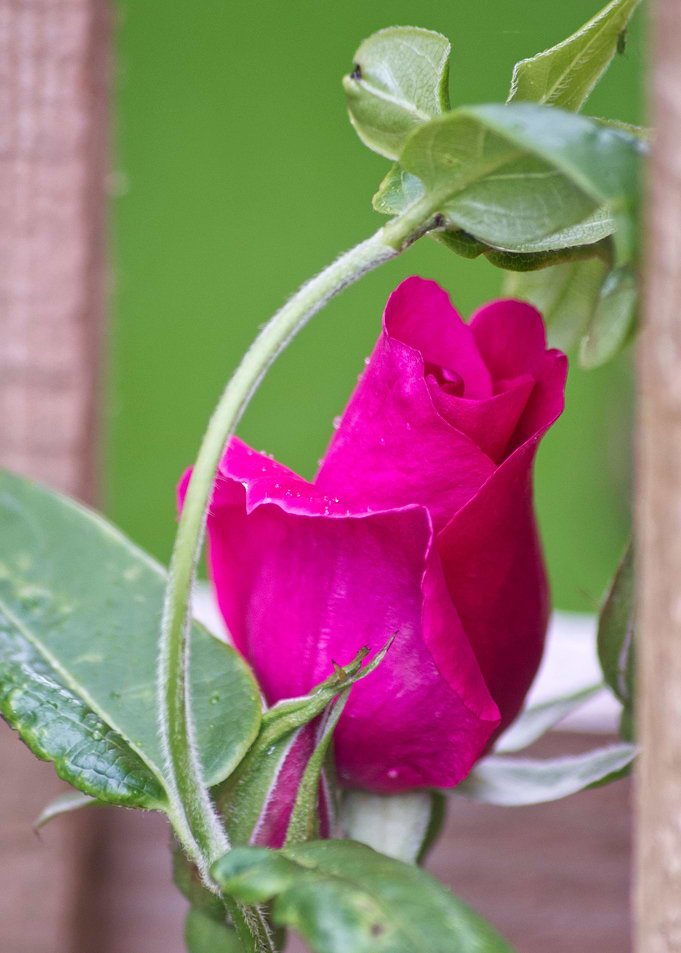 garden rose