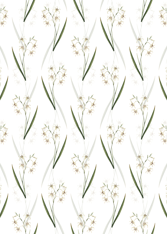 White Gladiolus Cuspidatus