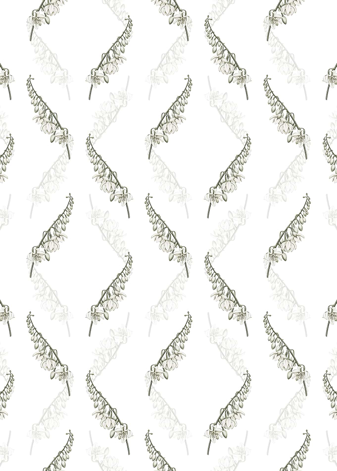 White Giant Cabuya Pattern