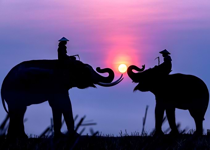 elephant cool