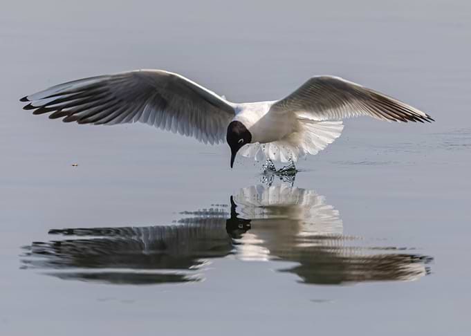 Seagull reflections