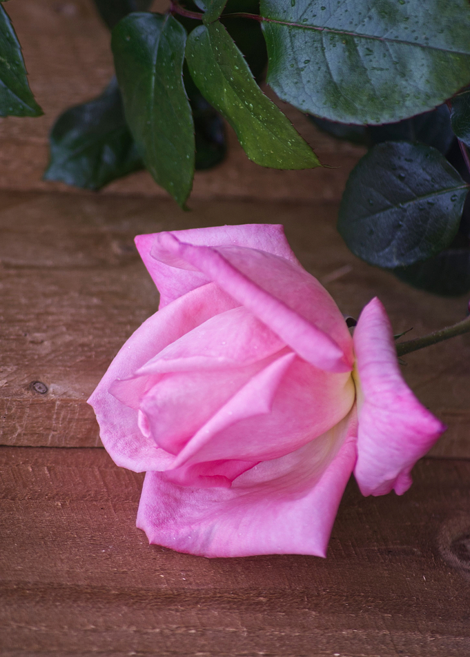 Single rose