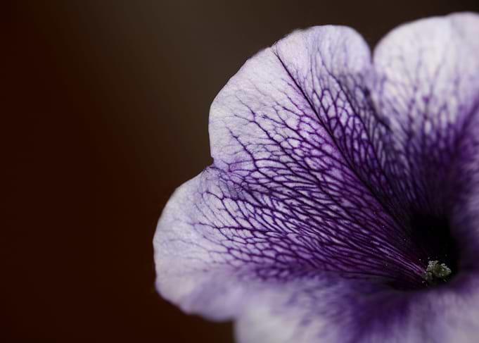 Petunia hybrida blossoming