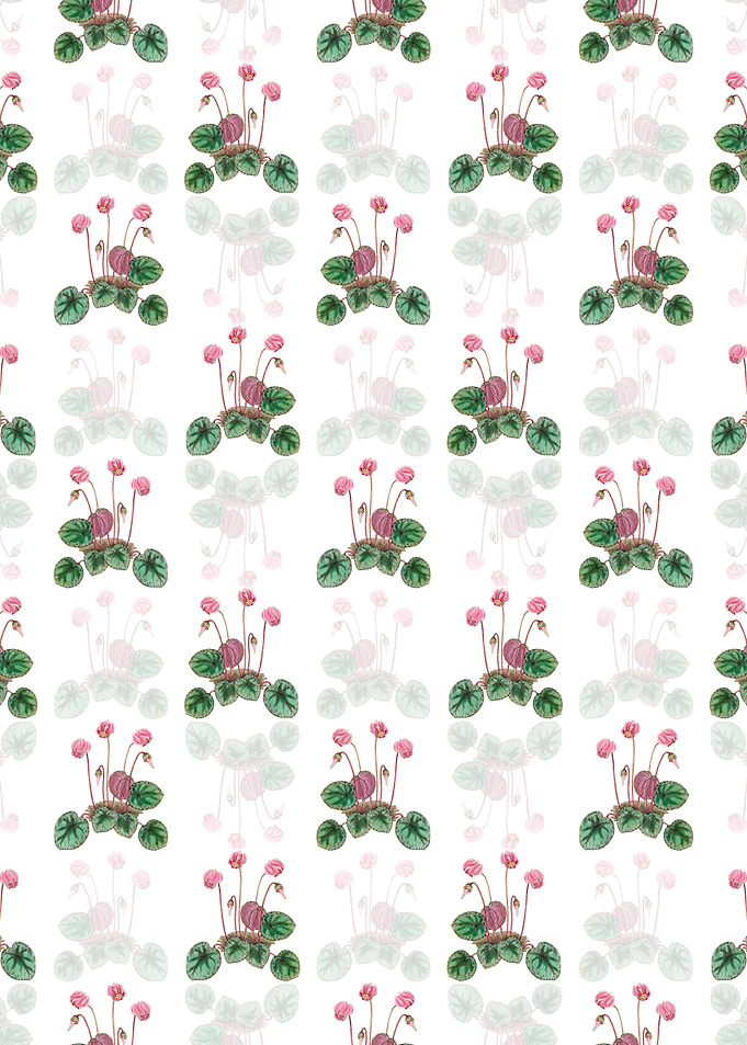Shore Cyclamen Flower