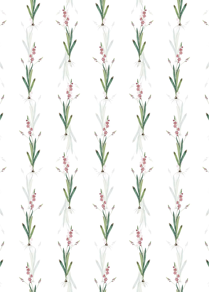 Ixia Scillaris Pattern