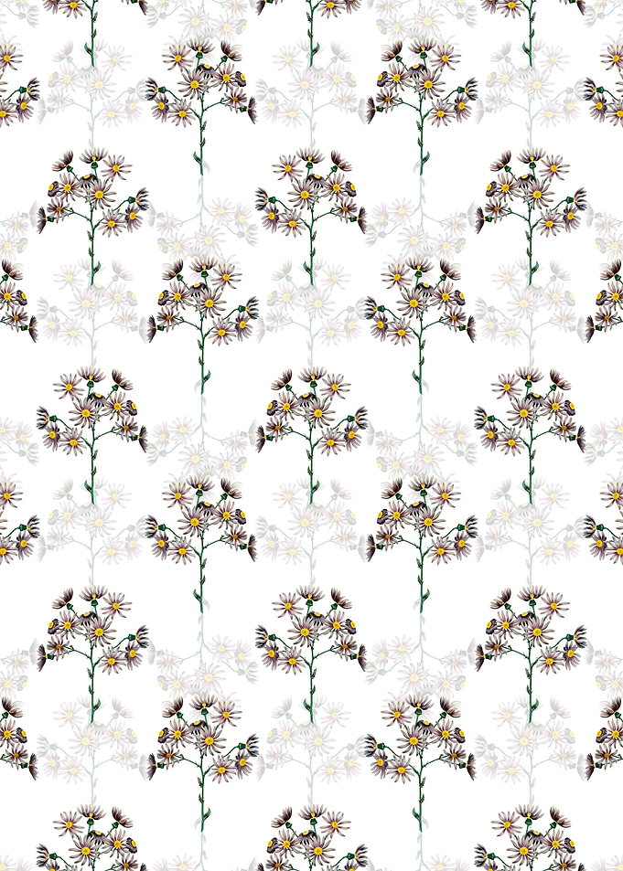 White Lilac Senecio Flower