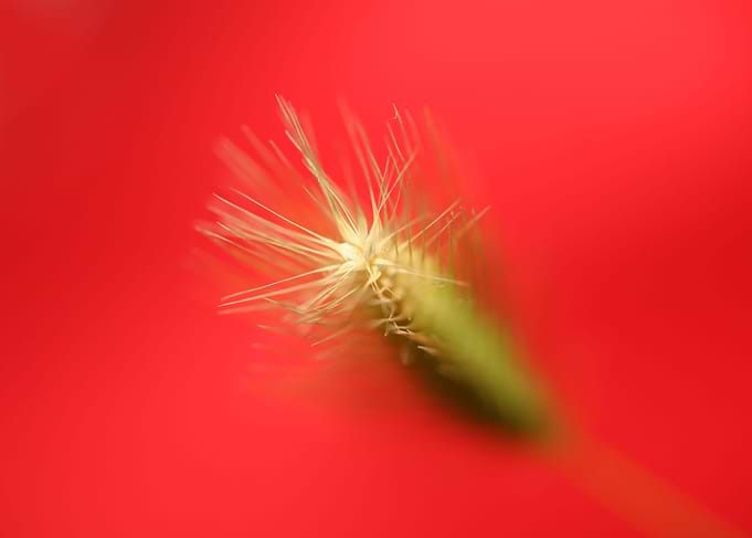 Flower blossoming close up