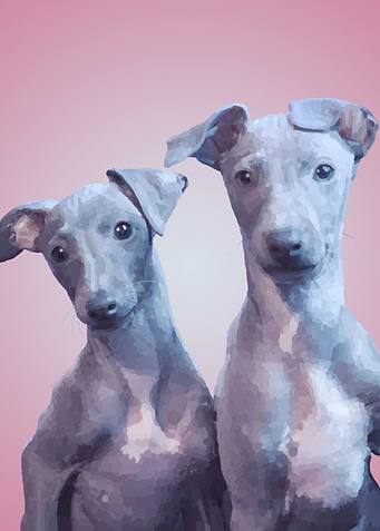 Little Italian Greyhounds