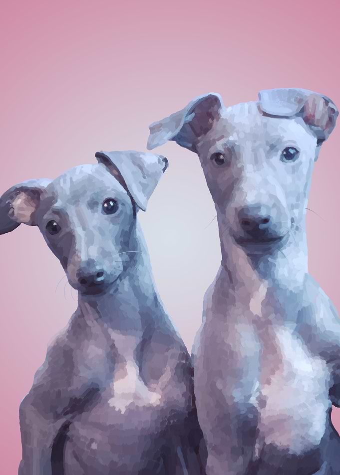 Little Italian Greyhounds