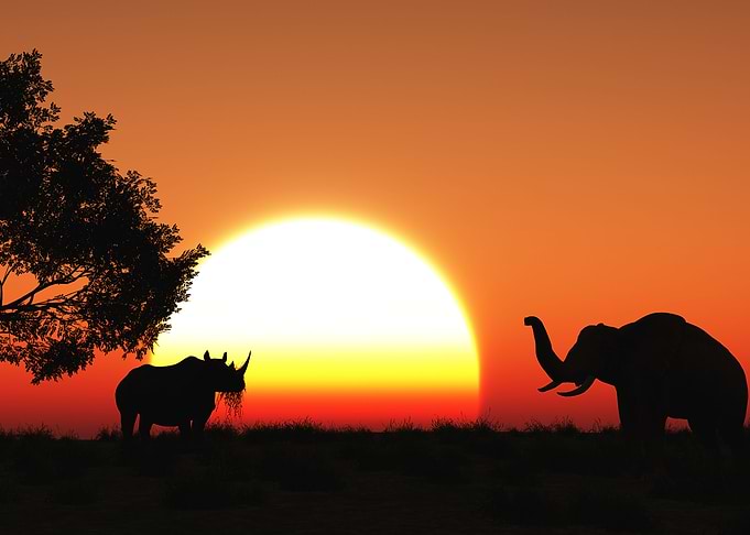 elephant cool