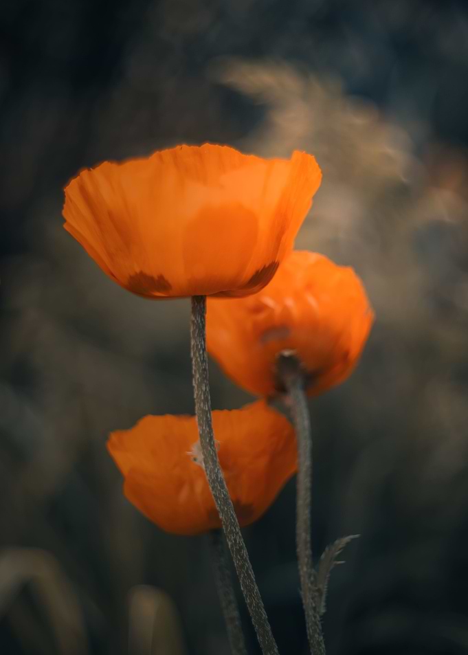Orange poppies, macro