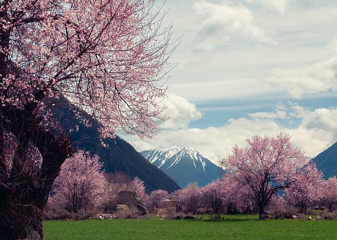 Beautiful Landscape Fuji