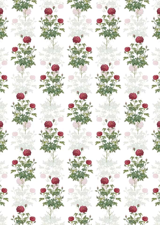 Burgundy Cabbage Rose