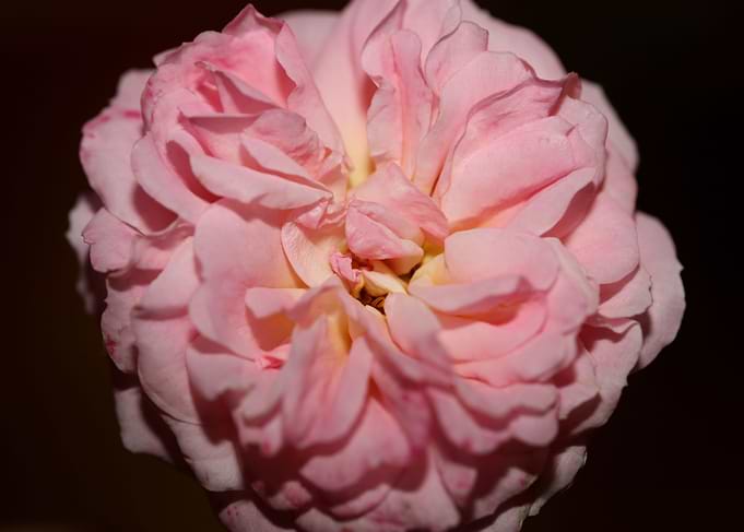 Pink rose flower close up