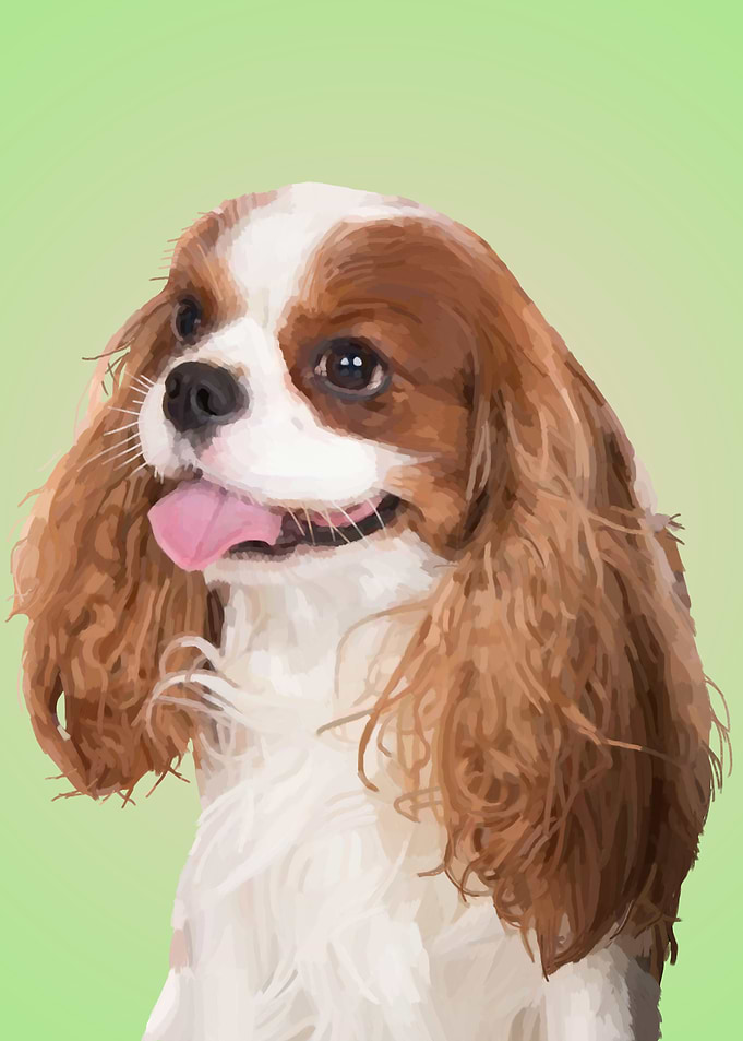 Cavalier King Charles