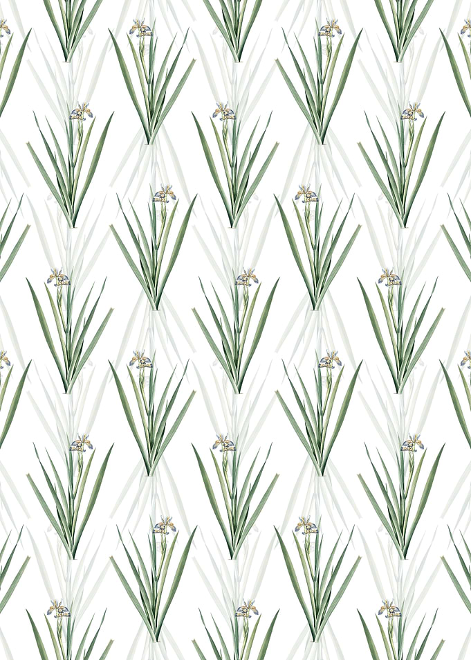 Stinking Iris Pattern