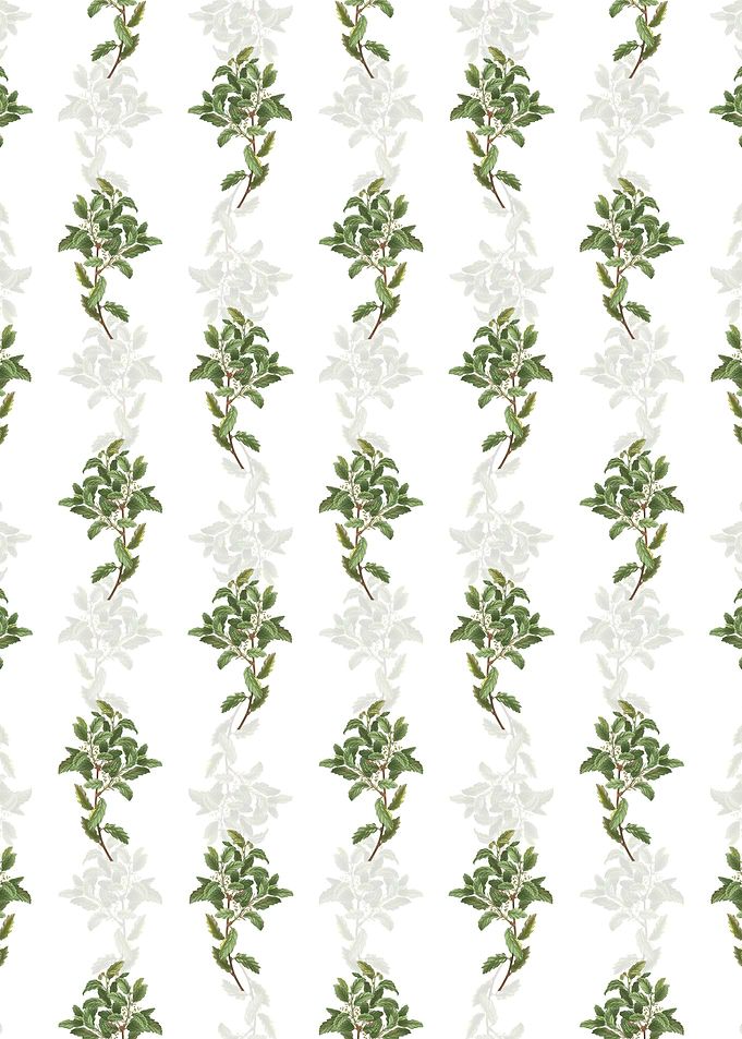Evergreen Oak Pattern