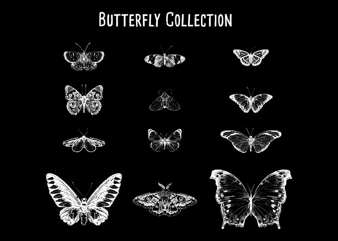 Butterfly Collection