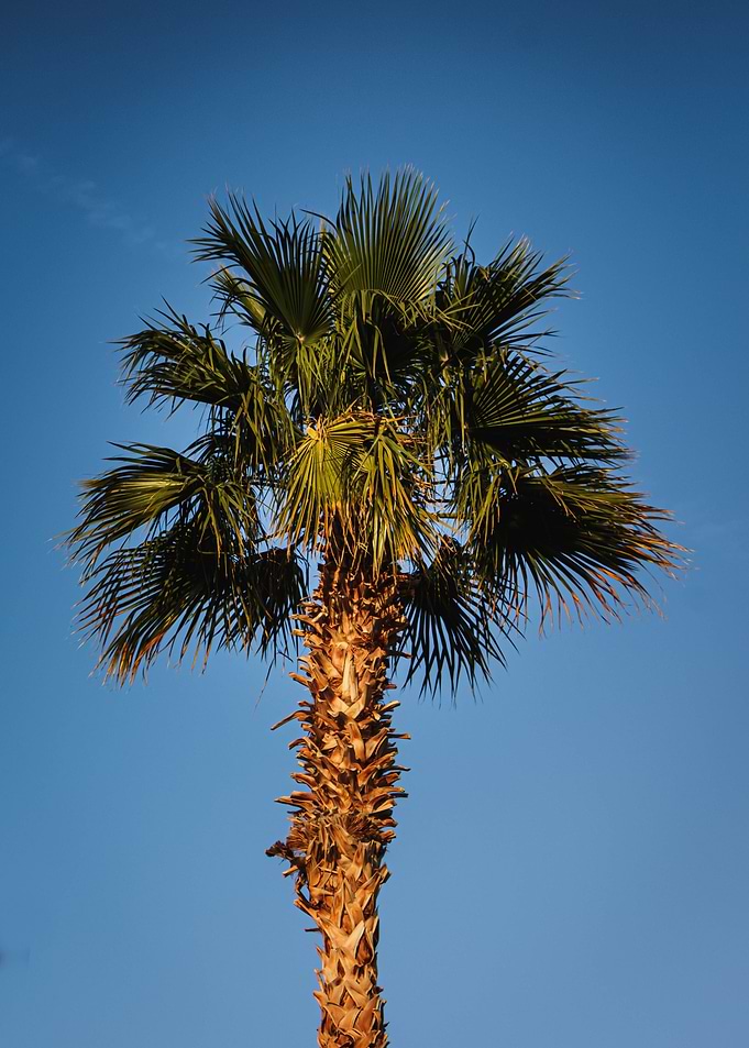 Palm Tree