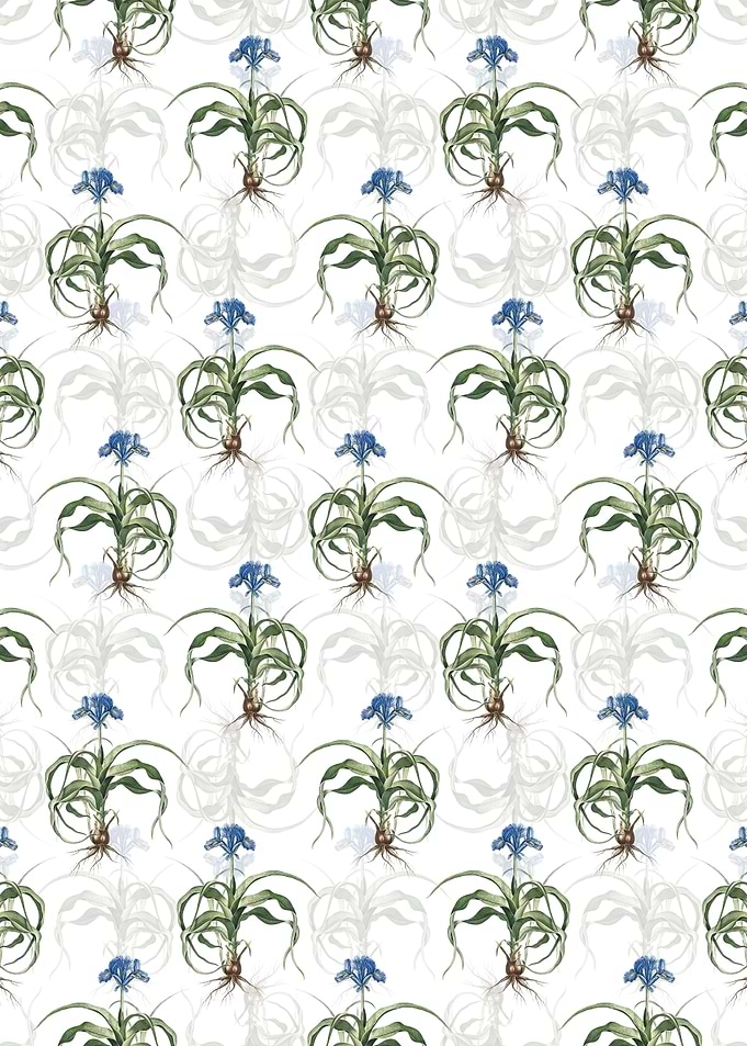 Iris Scorpiodes Pattern