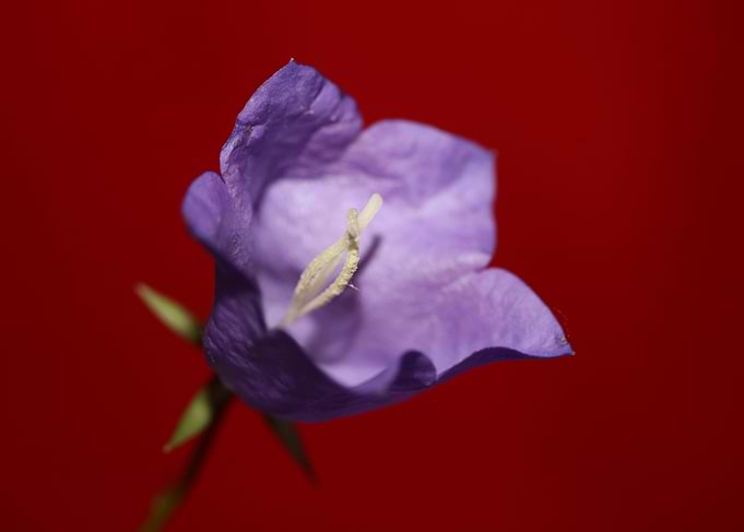 Campanula flower blossom