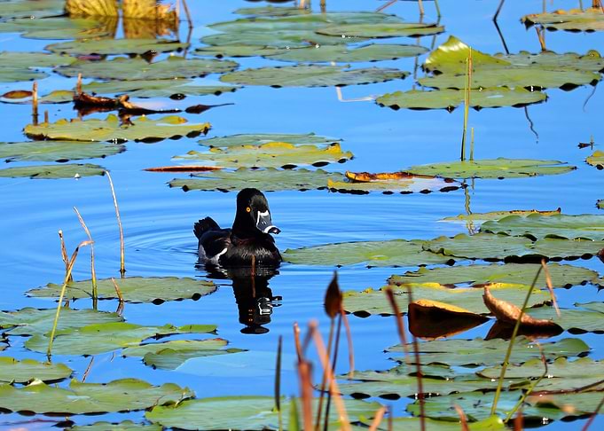 Duck on the Water