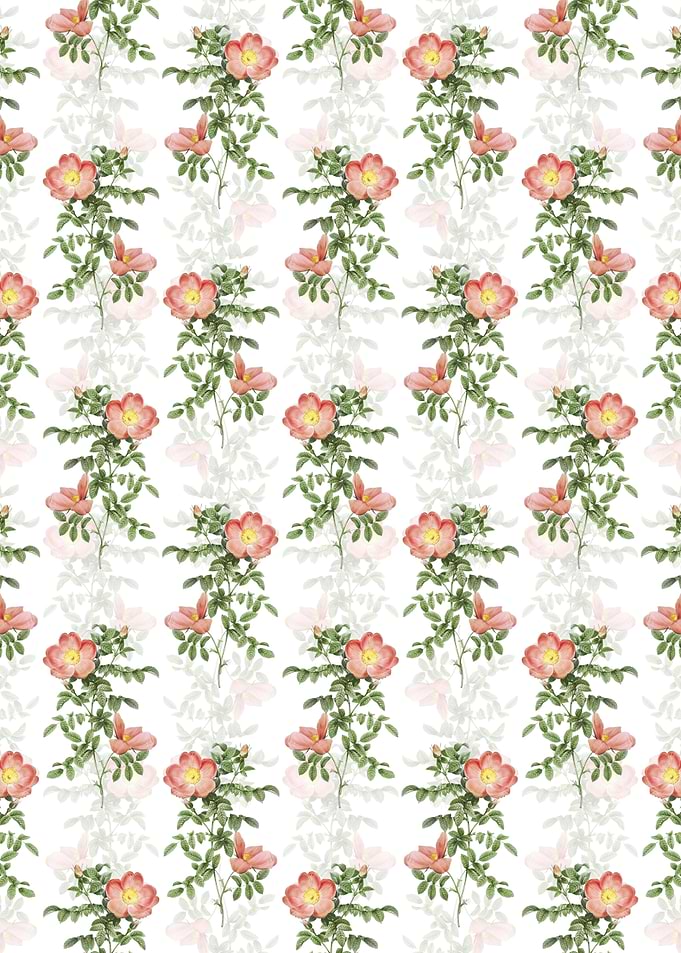 White Red Sweetbriar Rose
