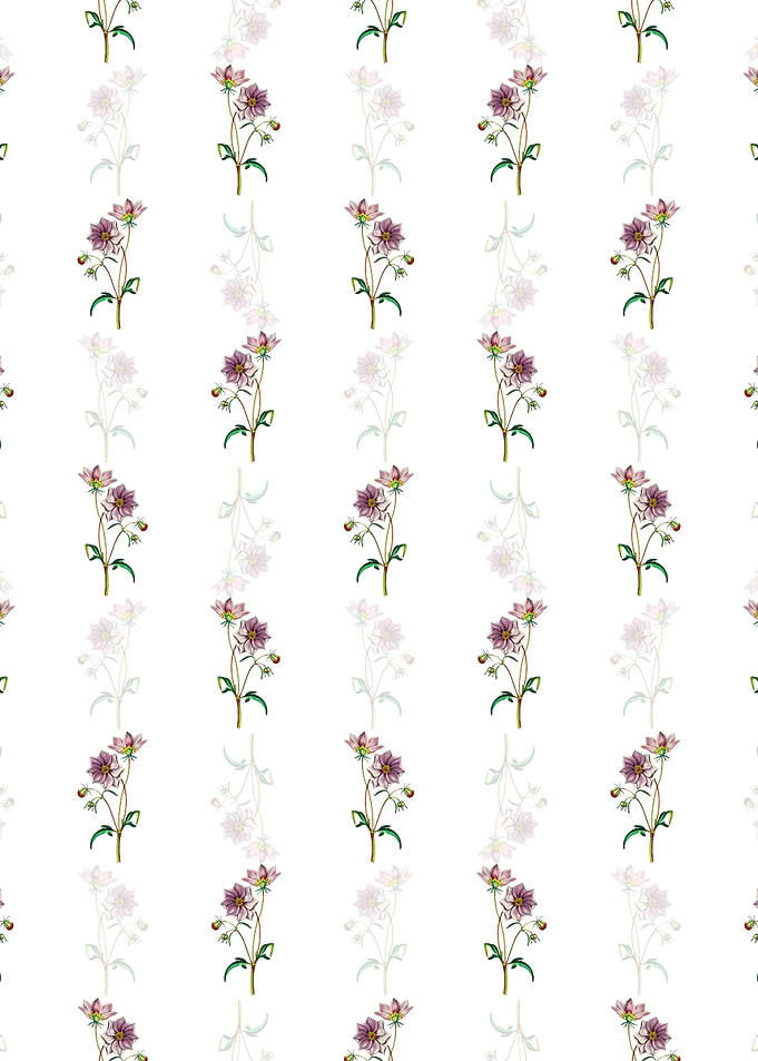 White Dwarf Dahlia Pattern