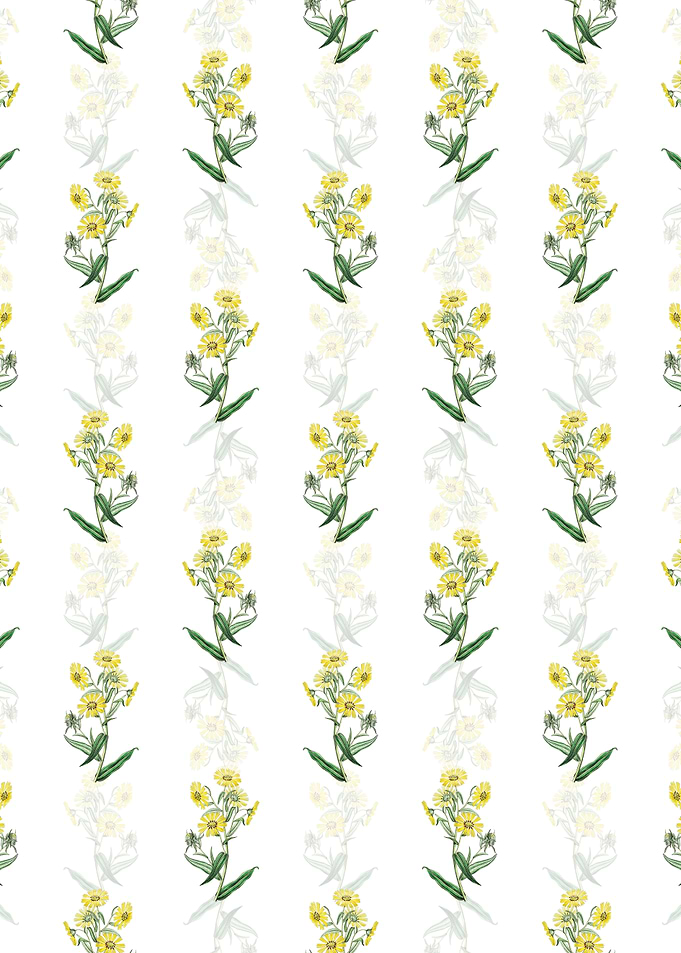 White Madia Flower Pattern