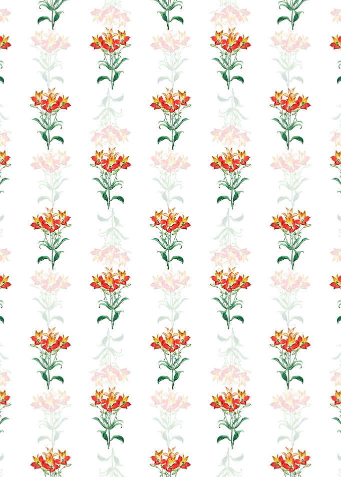 Red Speckled Alstromeria
