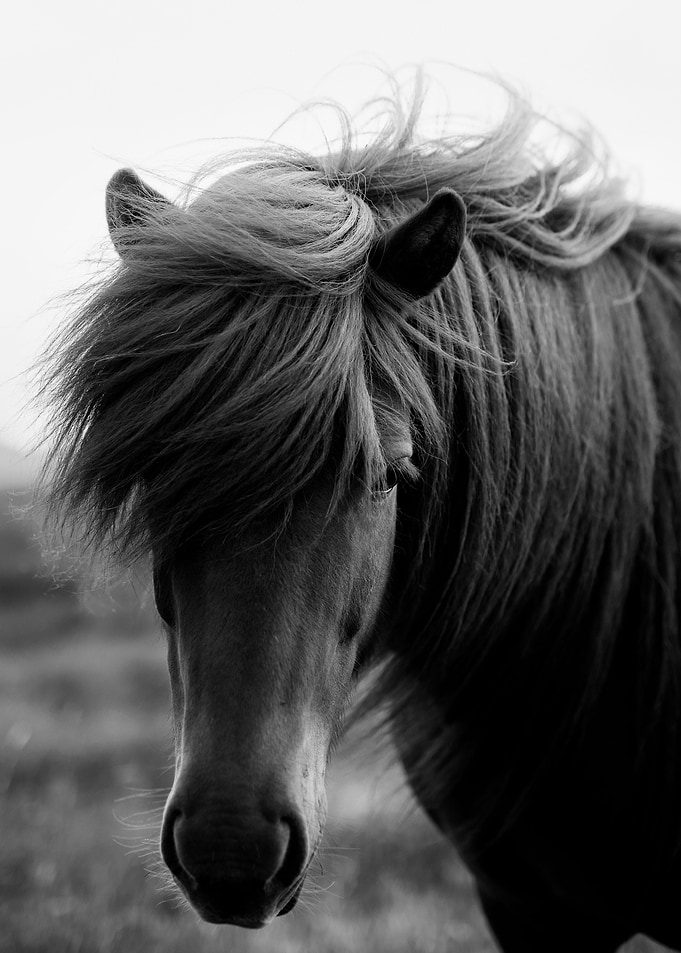 Horse art print poster