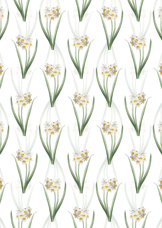 Narcissus Easter Flower