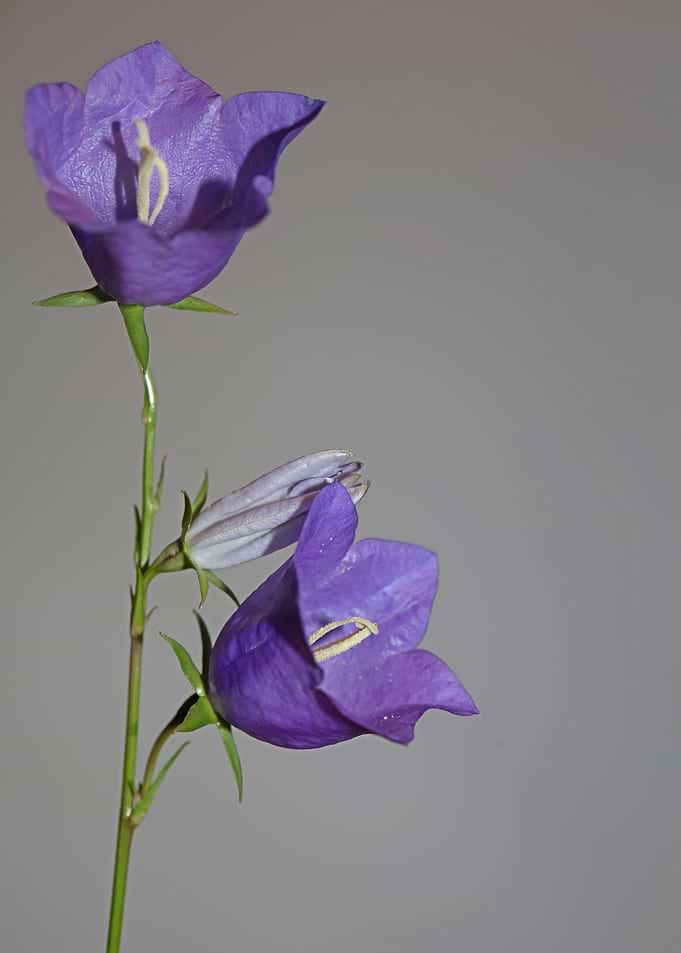 Blue flower blossom macro