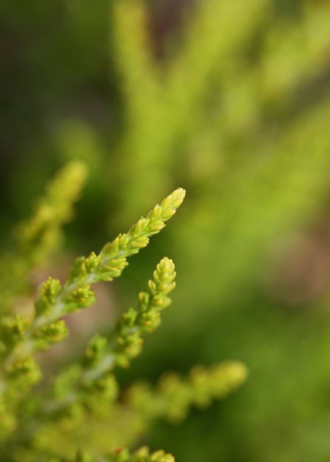 Green erica flower leaves