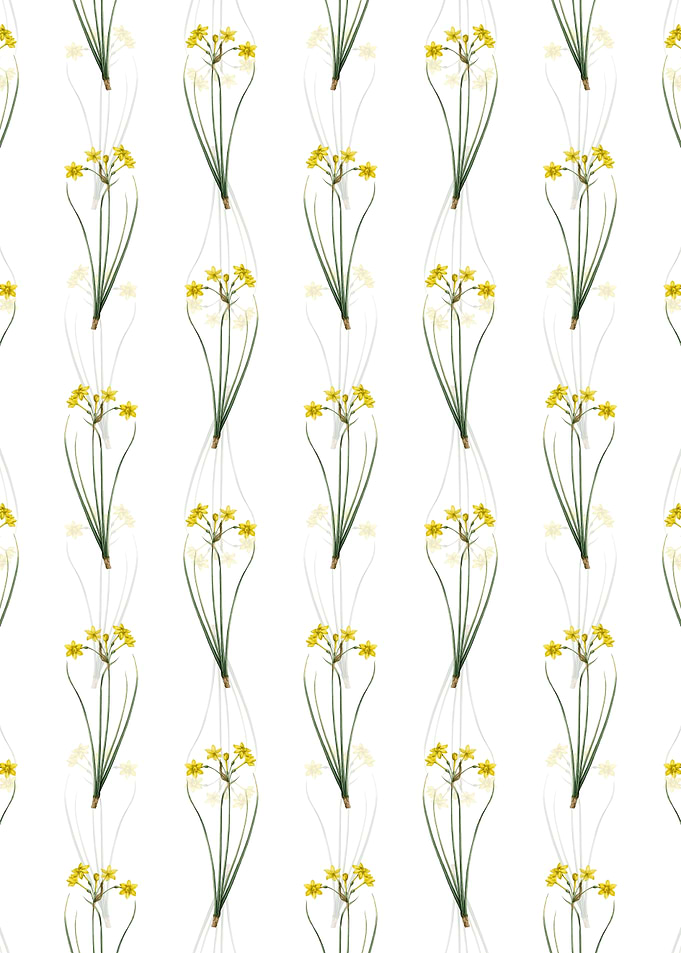 Rush Daffodil Pattern