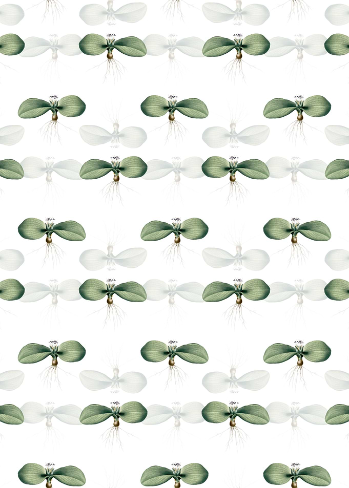 Massonia Pustulata Pattern