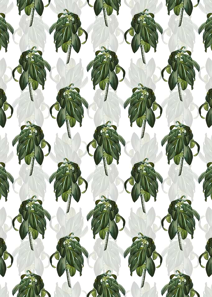 White Spurge Laurel Weeds