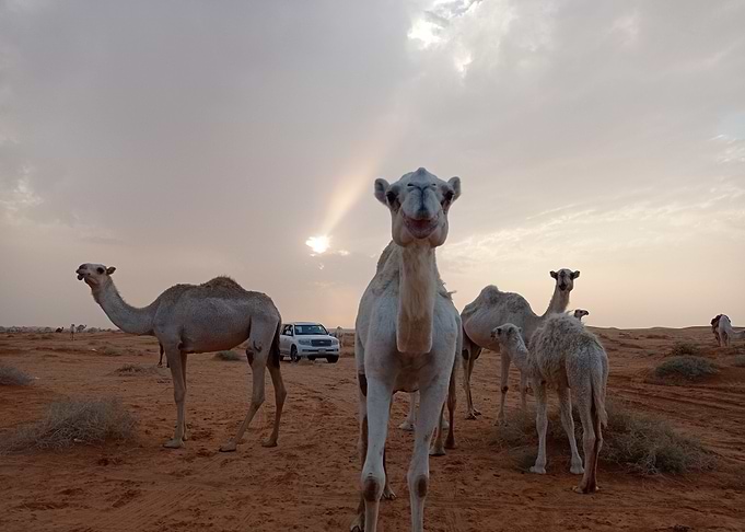 The desert and camels