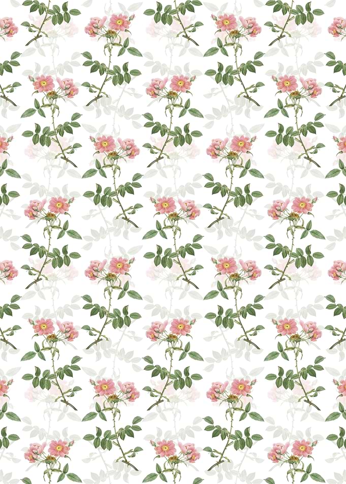Lady Monson Rose Bloom