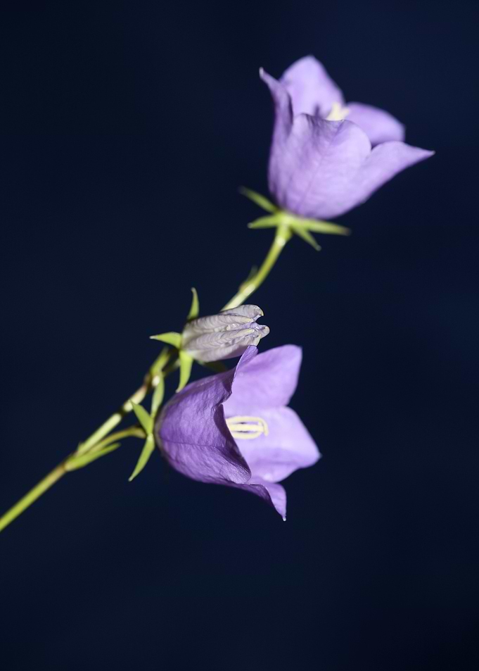 Campanula flower blossom