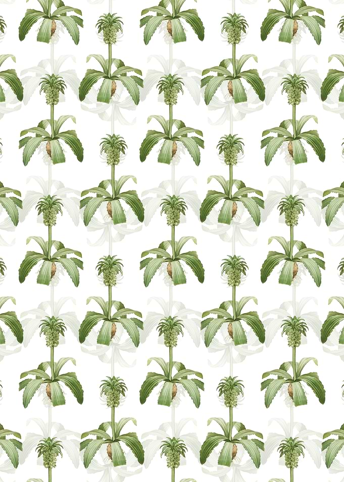 Eucomis Regia Pattern