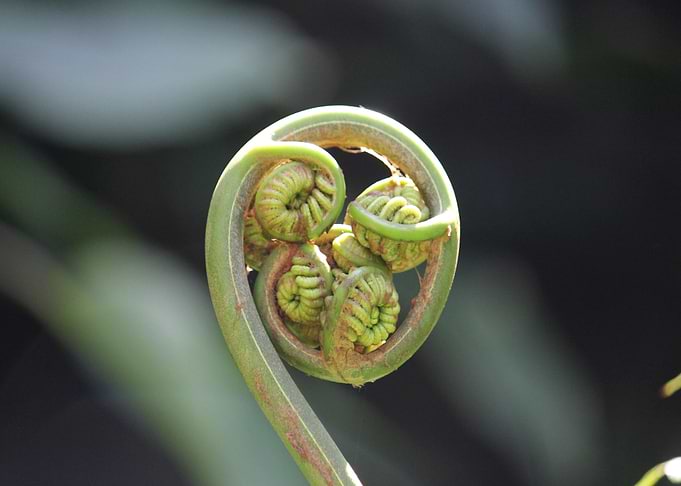 Baby Fern